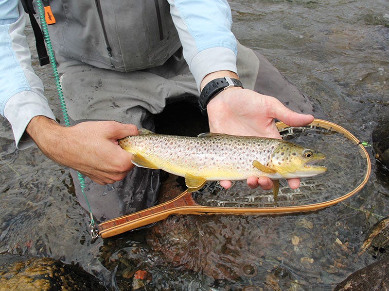 yellowstone_country_lake_and_rivers_fish