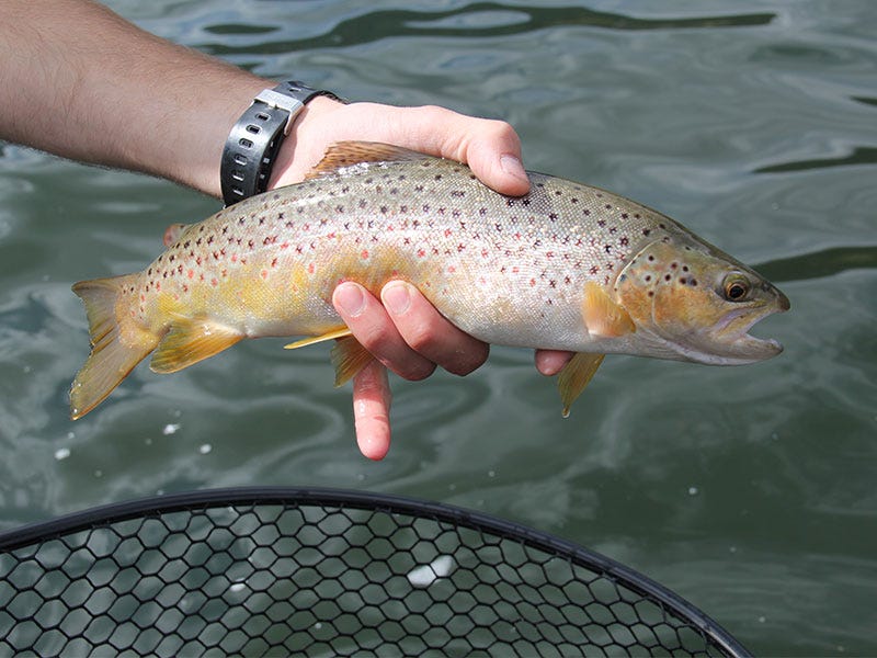 yellowstone_country_lake_and_rivers_fish