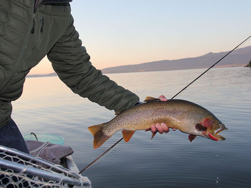 Yellowstone Country Update