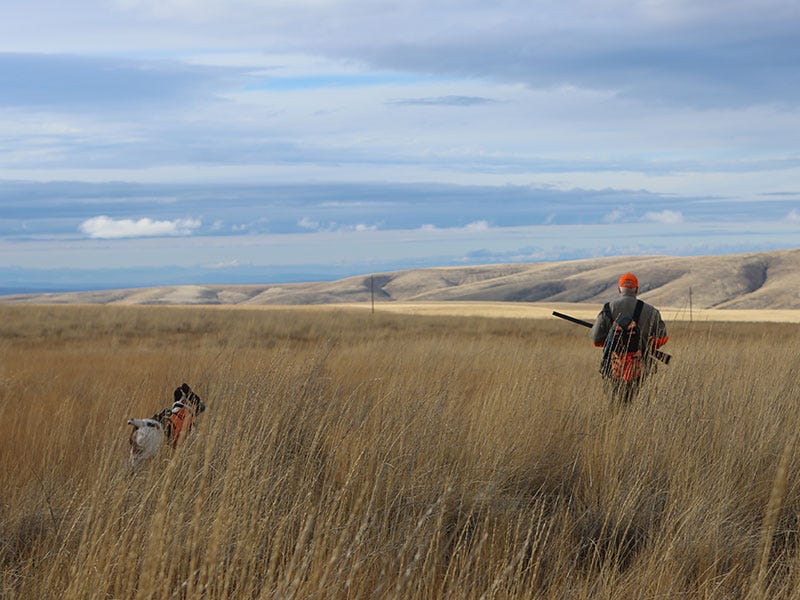 How to Hunt Early Season Pheasants