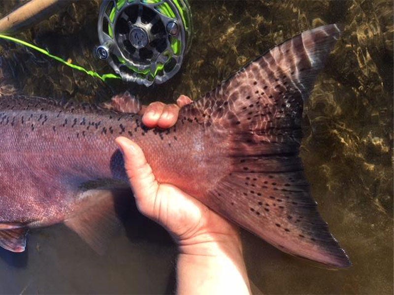 Super-Secret Silver Salmon Slough