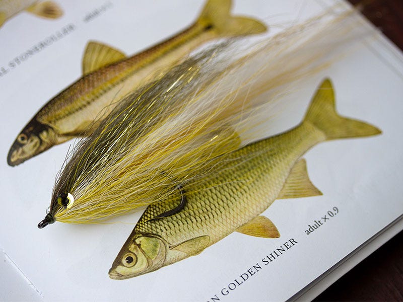 A Fish Eat Fish World - Predator Fly Tying Pt. 1
