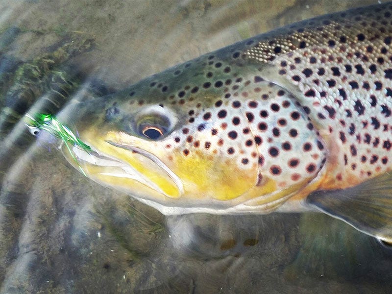 Why I love Trout Spey in the Fall