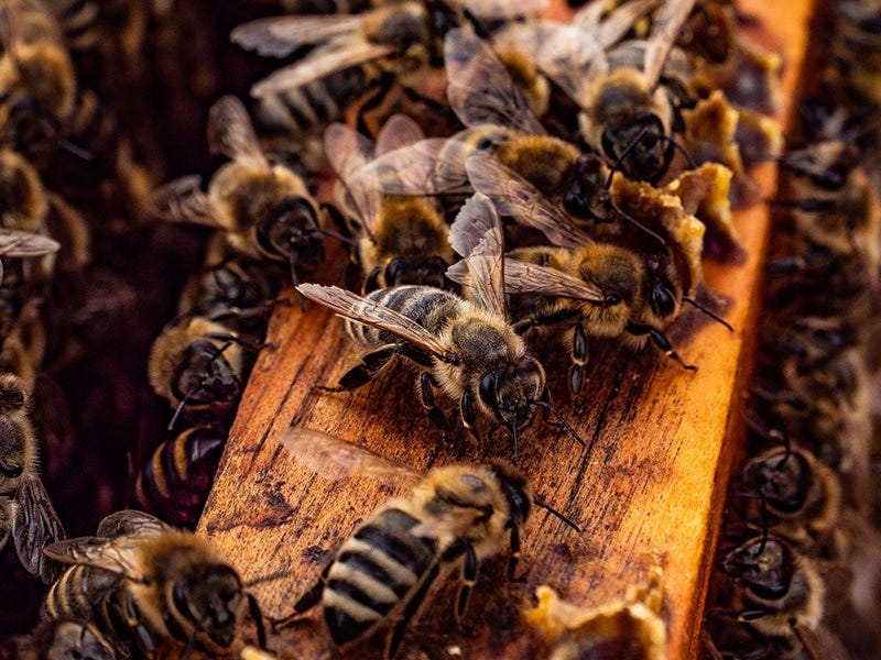 How Much does it Cost to Start a Beehive?