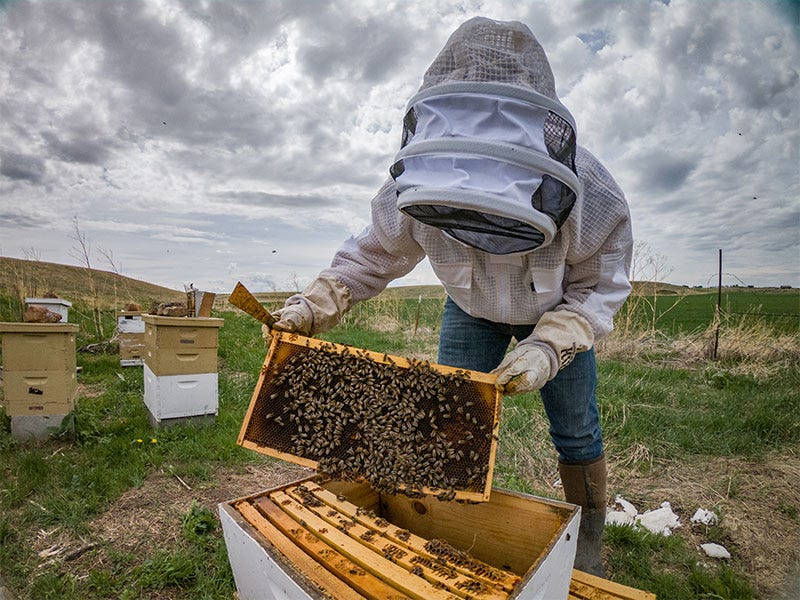 What Equipment do I Need to Get Started Beekeeping?