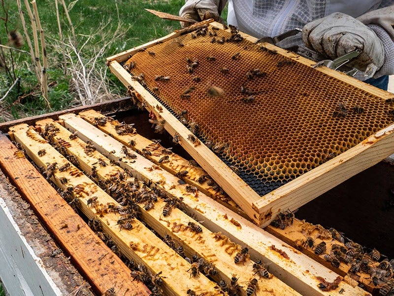 How Much Honey Can I Expect to Get from My Beehive?