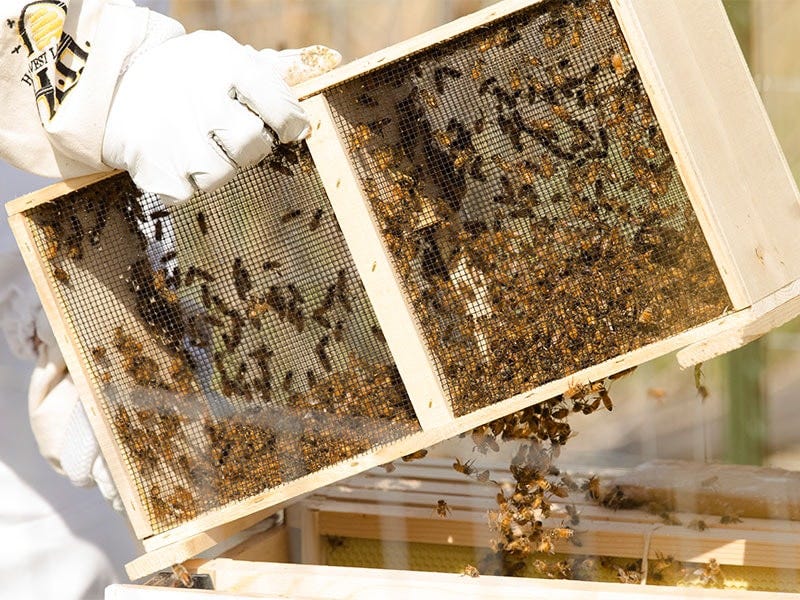 How do I Get my Bees?