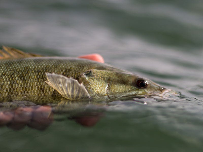 How to Fish Grande Ronde Bass