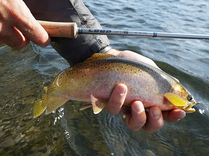 Best Spring Fishing Tactics on the Coeur d'Alene