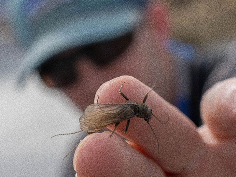 The First Hatches of Spring