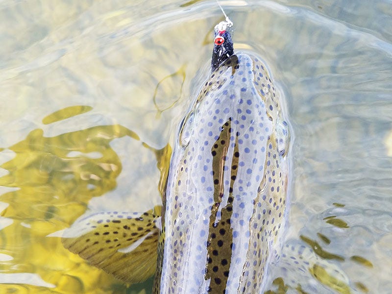 It's Trout Spey Time Again