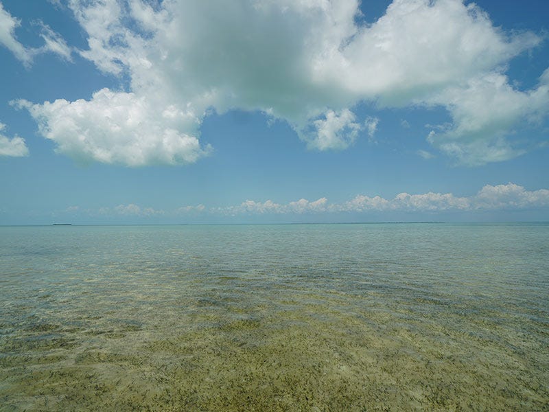 North 40 Hosted Trip: Sighting Permit - Belize - Day 4