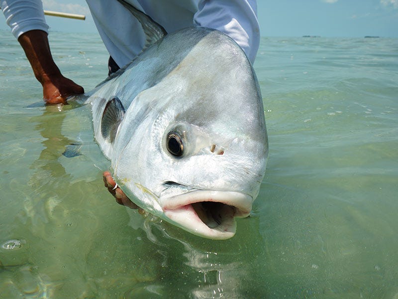 North 40 Hosted Trip: Casting at Giant Belizean Permit - Belize - Day 3
