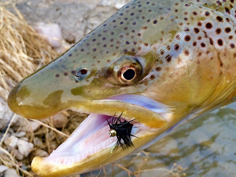Critical Spring Flies for the Clark Fork River