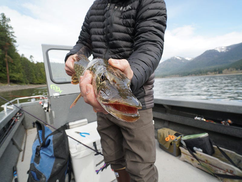 Spring Pike Fishing on Lake Pend Oreille