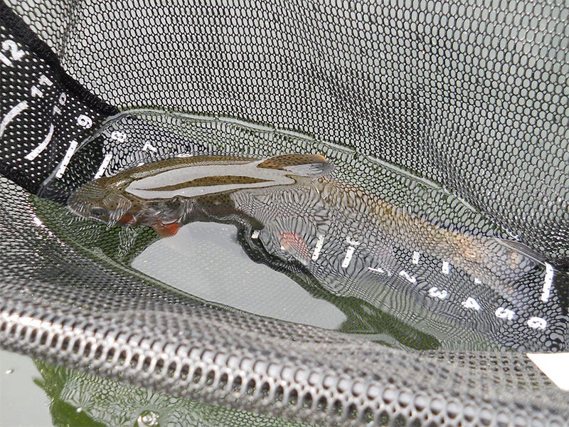 A Guide to the Best Omak Area Fisheries