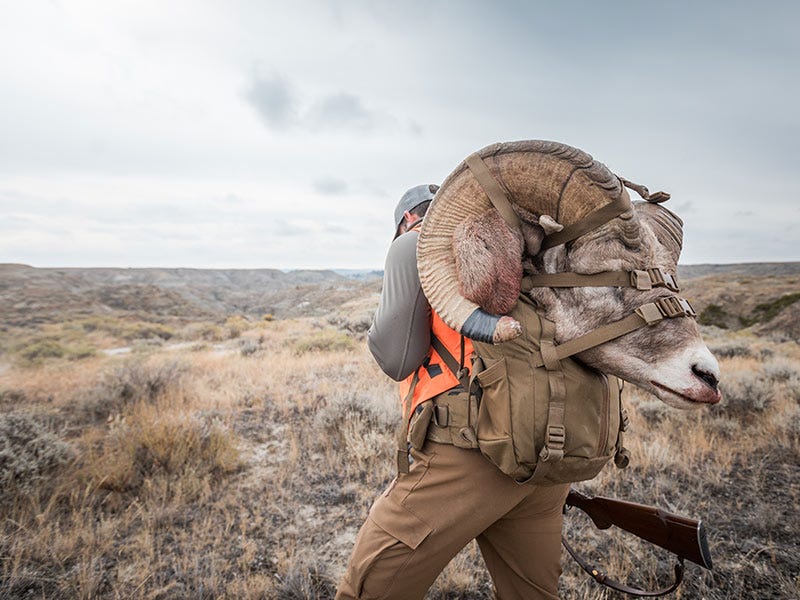 Missouri River Breaks Bighorn Sheep Hunt - Lessons Learned