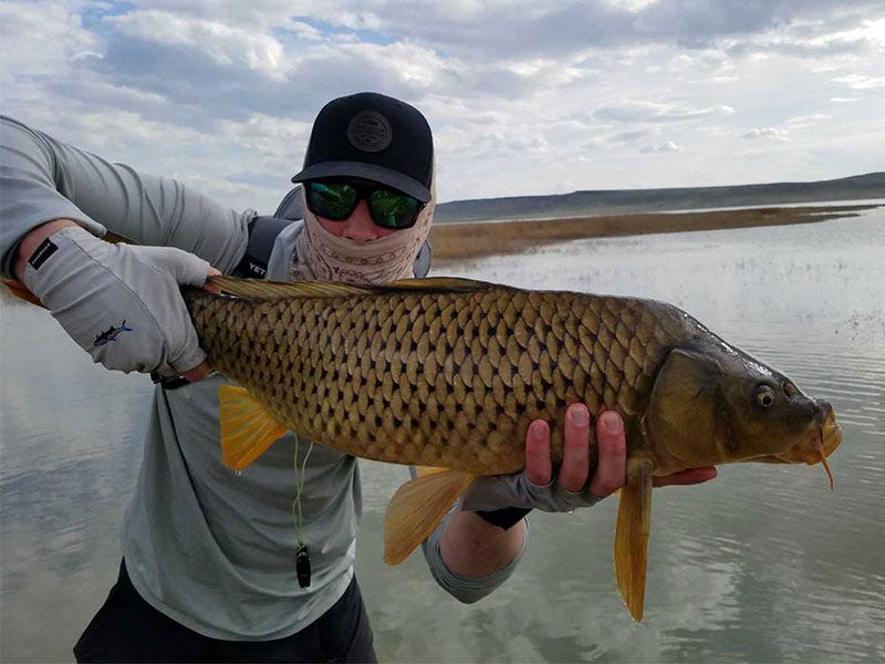 How to Target Montana Carp