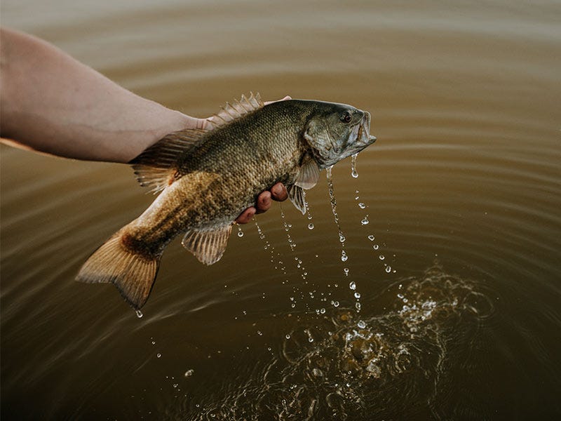 Taylor's Top 10 Smallmouth Flies