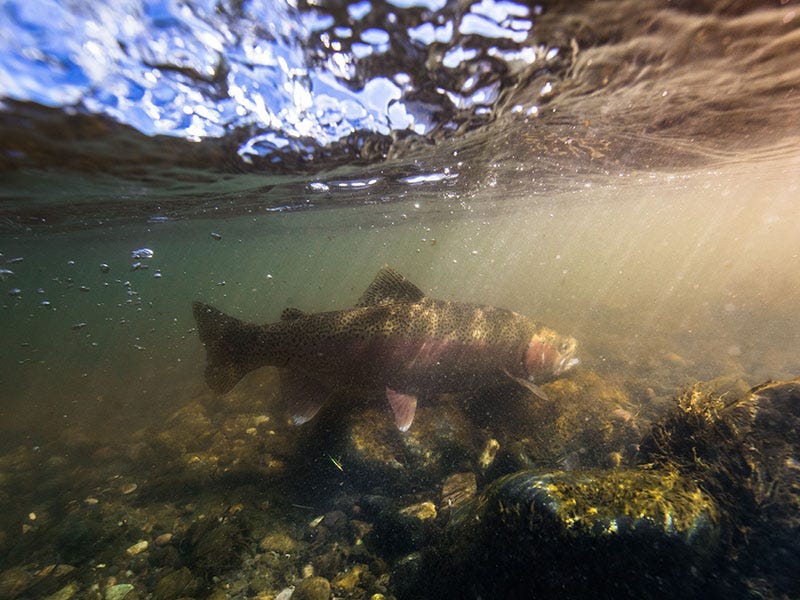 Keys to Summertime Success on the Missouri River