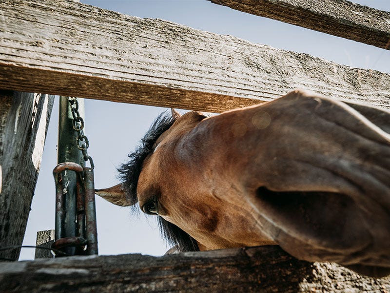 What is the Best Electric Fencing for a Horse?