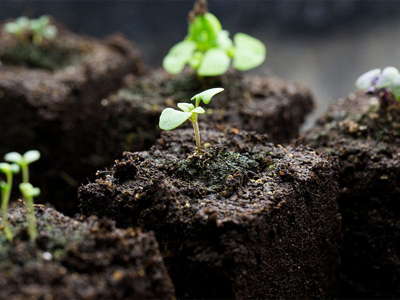 How do I Transplant Seedlings?