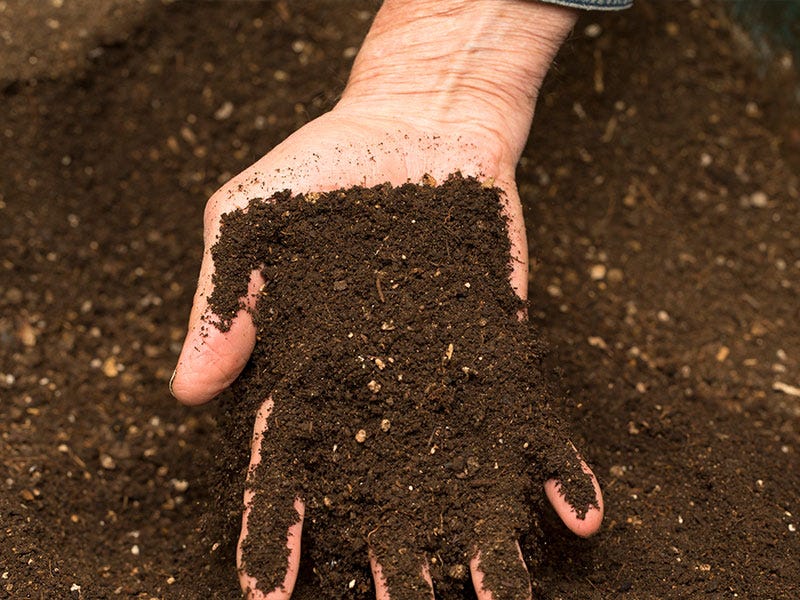 How do I Test my Garden's Soil?
