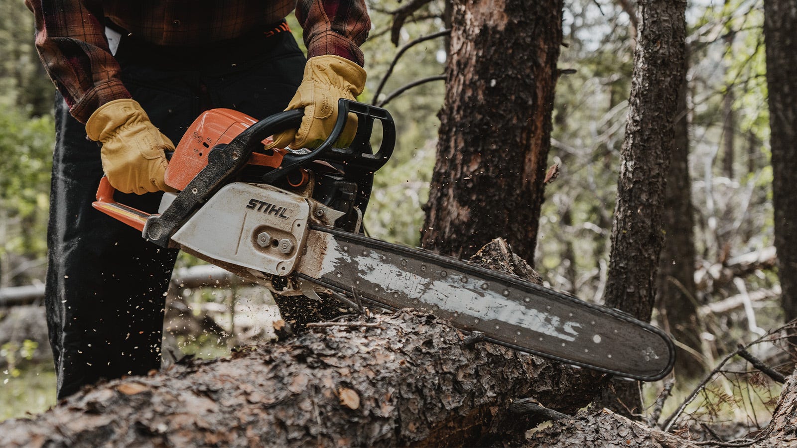 A Stihl chainsaw cuts through a fallen log in a forest