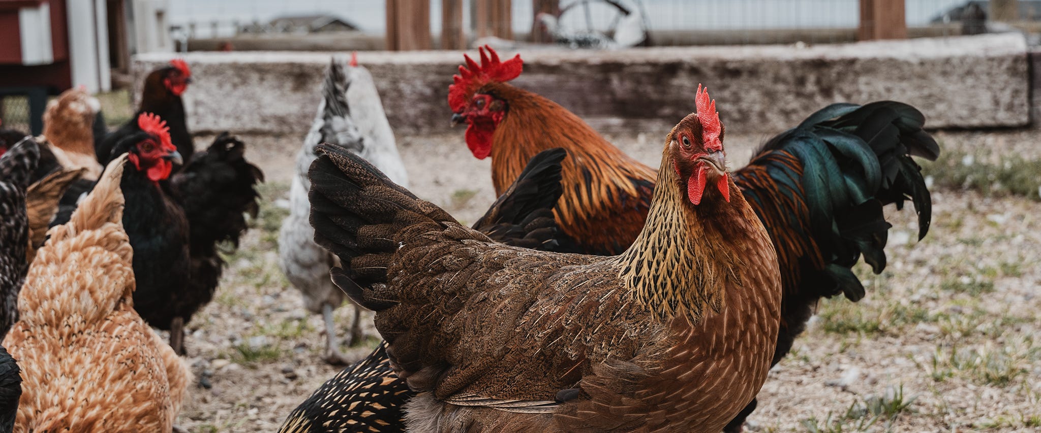 Must Haves for Raising Backyard Chickens