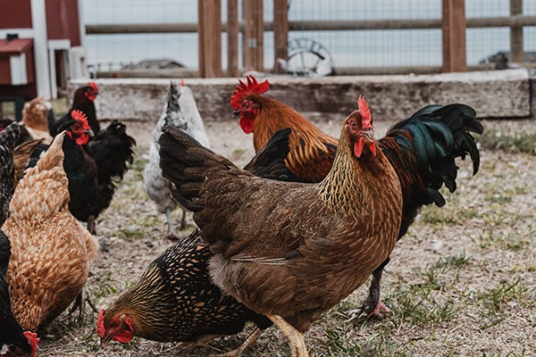 Chickens and rooster in a fenced farmyard with dirt ground