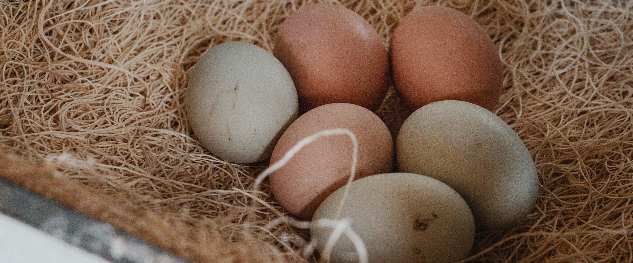 What Helps Chickens to Lay Eggs?
