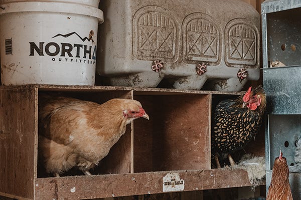 Hens in nesting box. 
