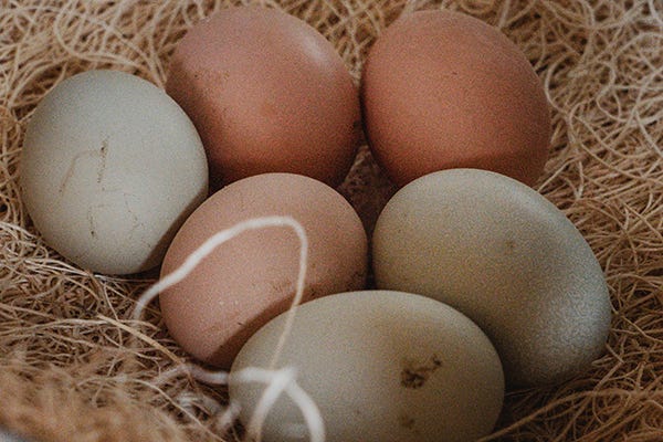 Eggs in a hemp nesting bed.