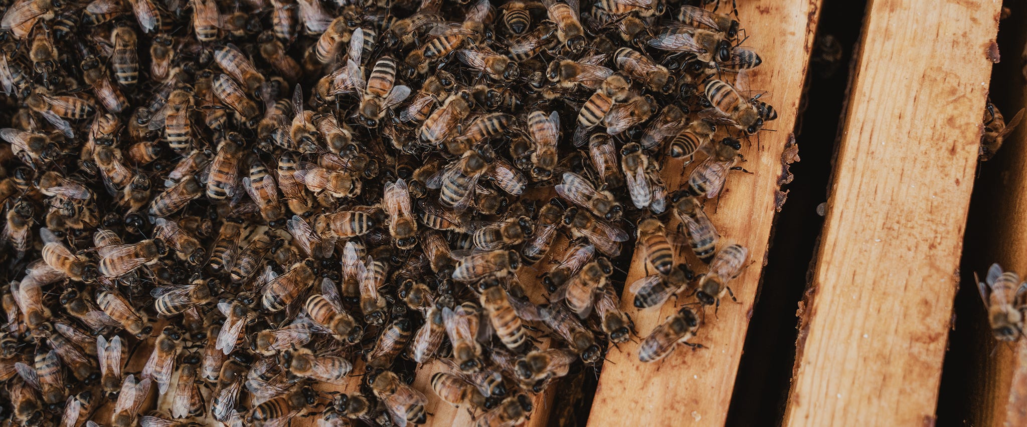 How Much does it Cost to Start a Beehive?