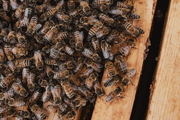 Bees on a hive. 