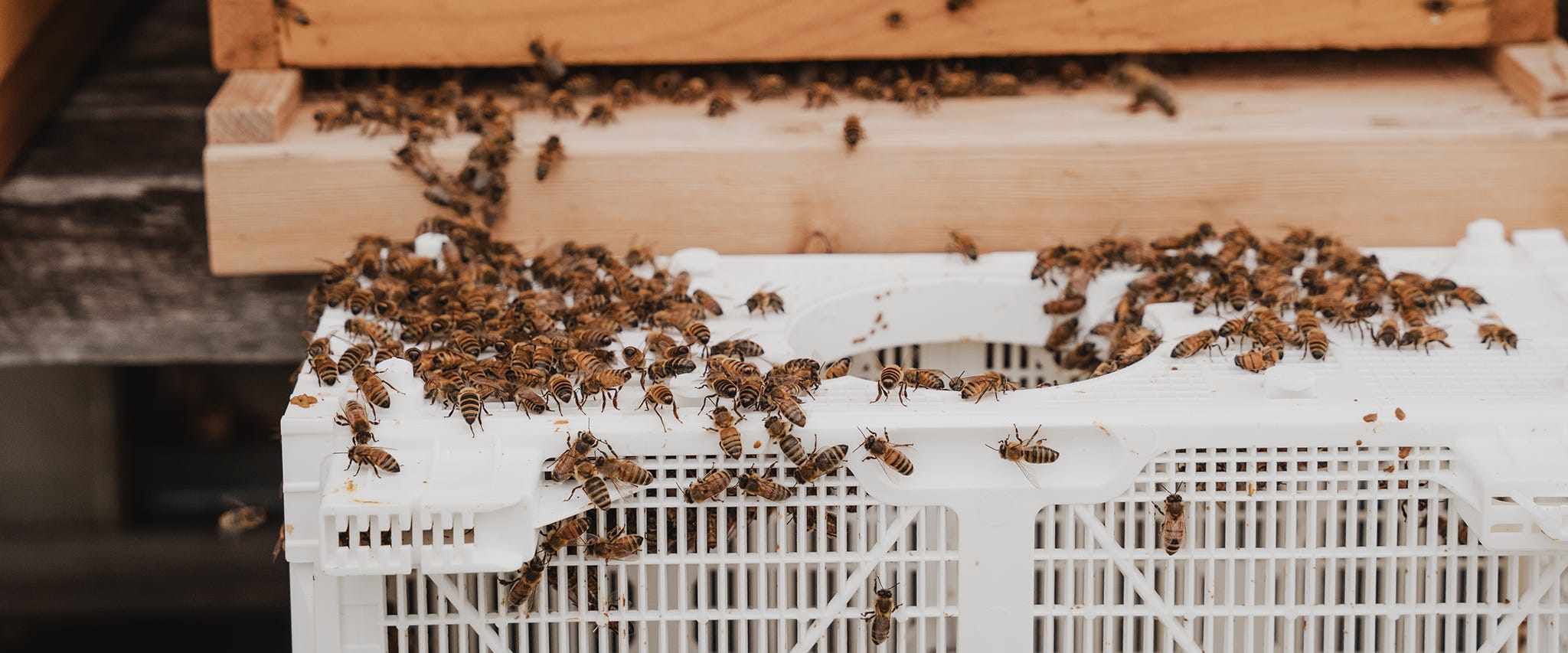 How do I Get my Bees?