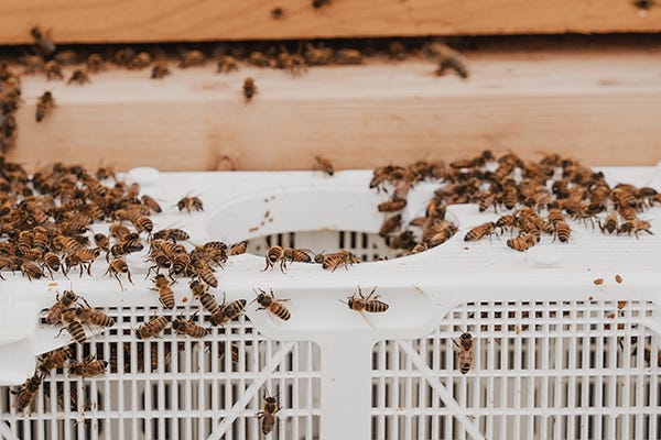 Bees on a bee bus/package going into their new hive. 