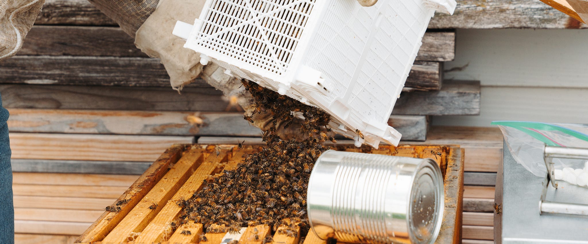 Beekeeping - Frequently Asked Questions