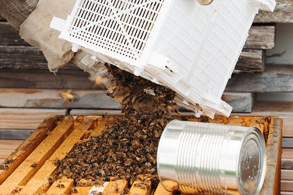 Beekeeping for Beginners - Frequently Asked Questions and Answers