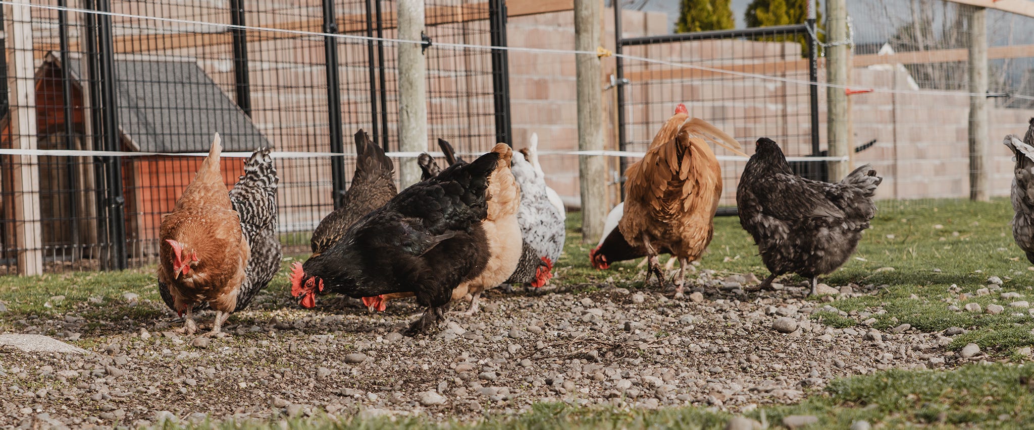 Are Chicks That Have Been Vaccinated for Marek’s Disease Still Organic?