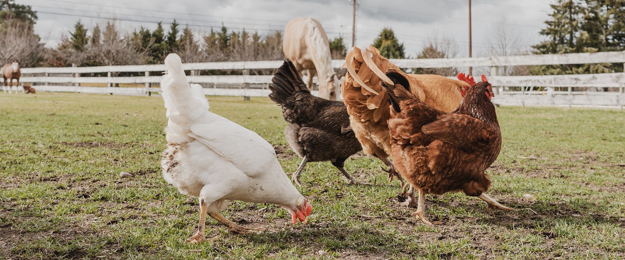 How to Prepare my Chicken Flock for Fall and Winter?