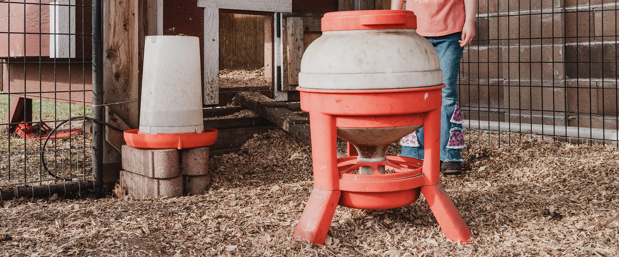 Best Chicken Feeder; Best New Chicken Waterer from Little Giant