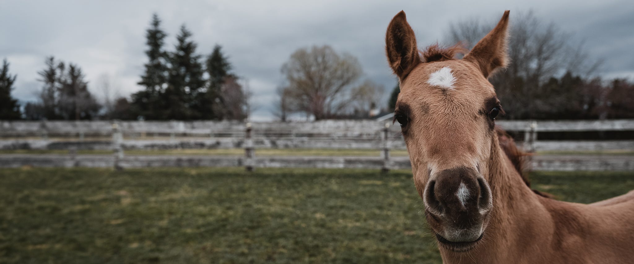 What is the Best Electric Fencing for a Horse?