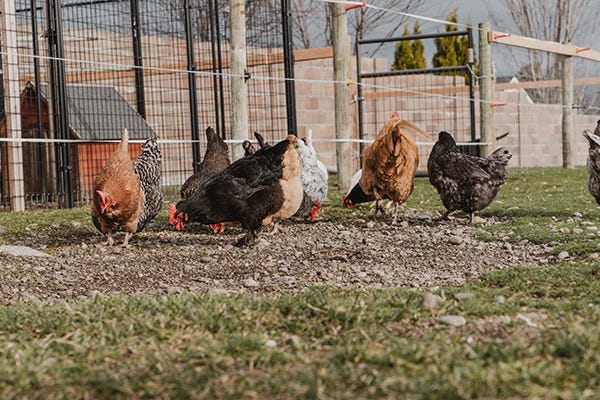 Backyard chickens pecking at the ground inside a wire fence enclosure with a coop in the background
