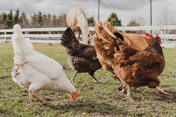 Free-range chickens foraging in a fenced pasture with a horse in the background