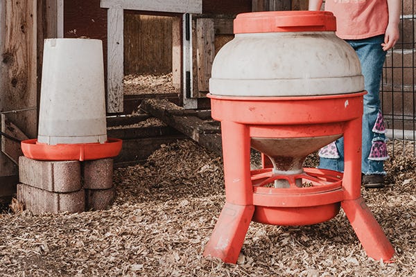 Chicken feeder and waterer inside a coop with wood shavings on the ground