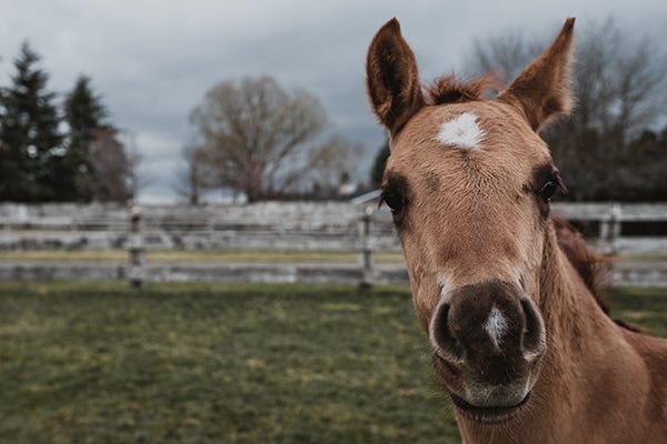 Foal in front of a wooden fence looking at the camera
