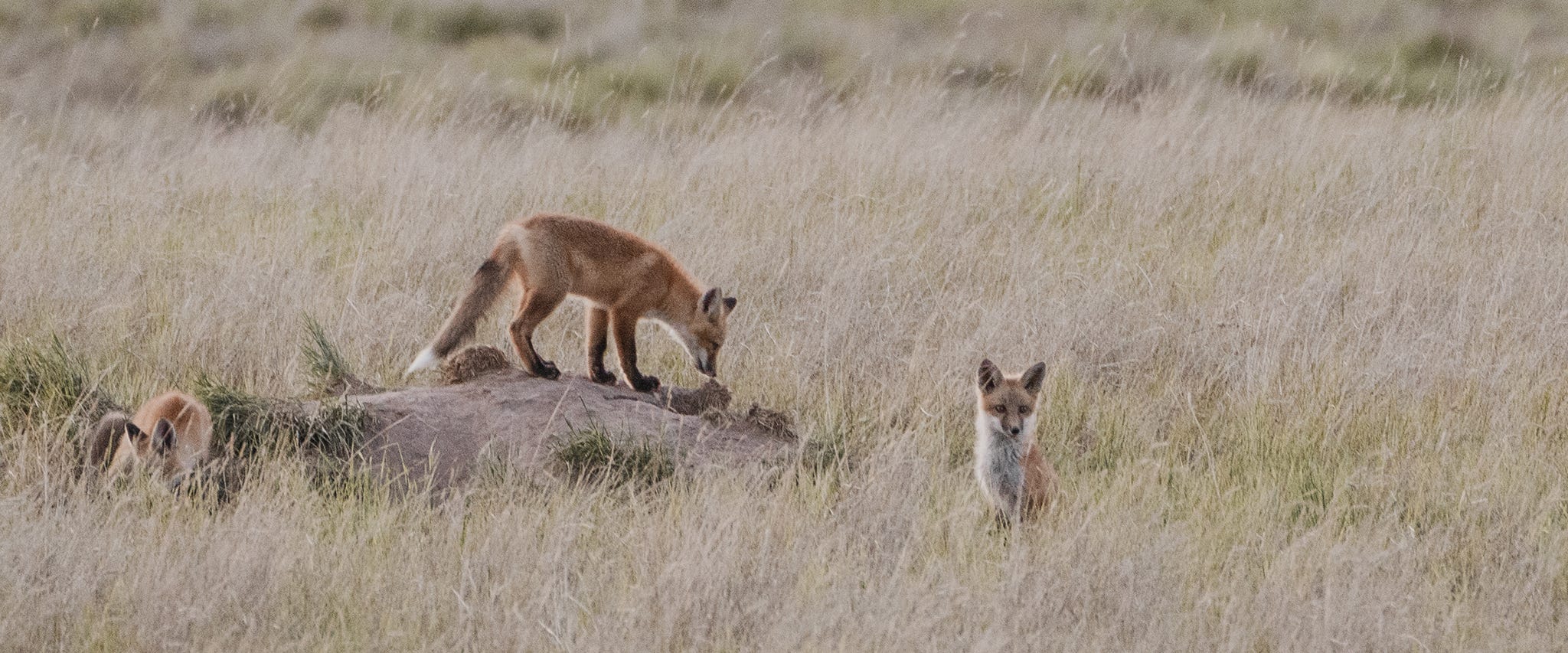 Raising Chickens: Keeping Predators Away from your Flock