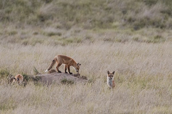 Fox on a den looking into a feild.