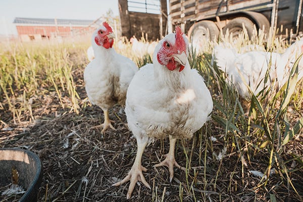 Meat birds in tall grass on a farm.